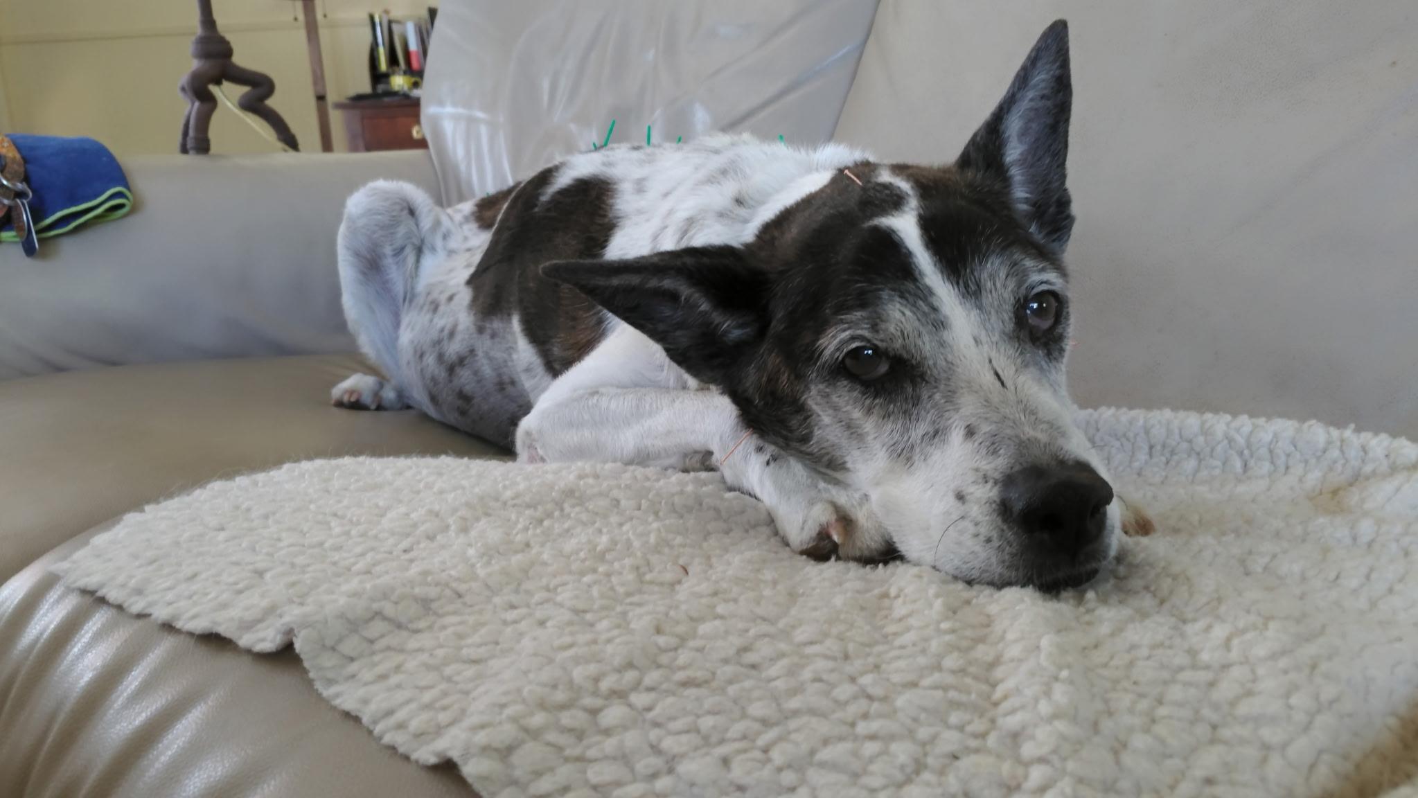 Working Energetically With Your Pet