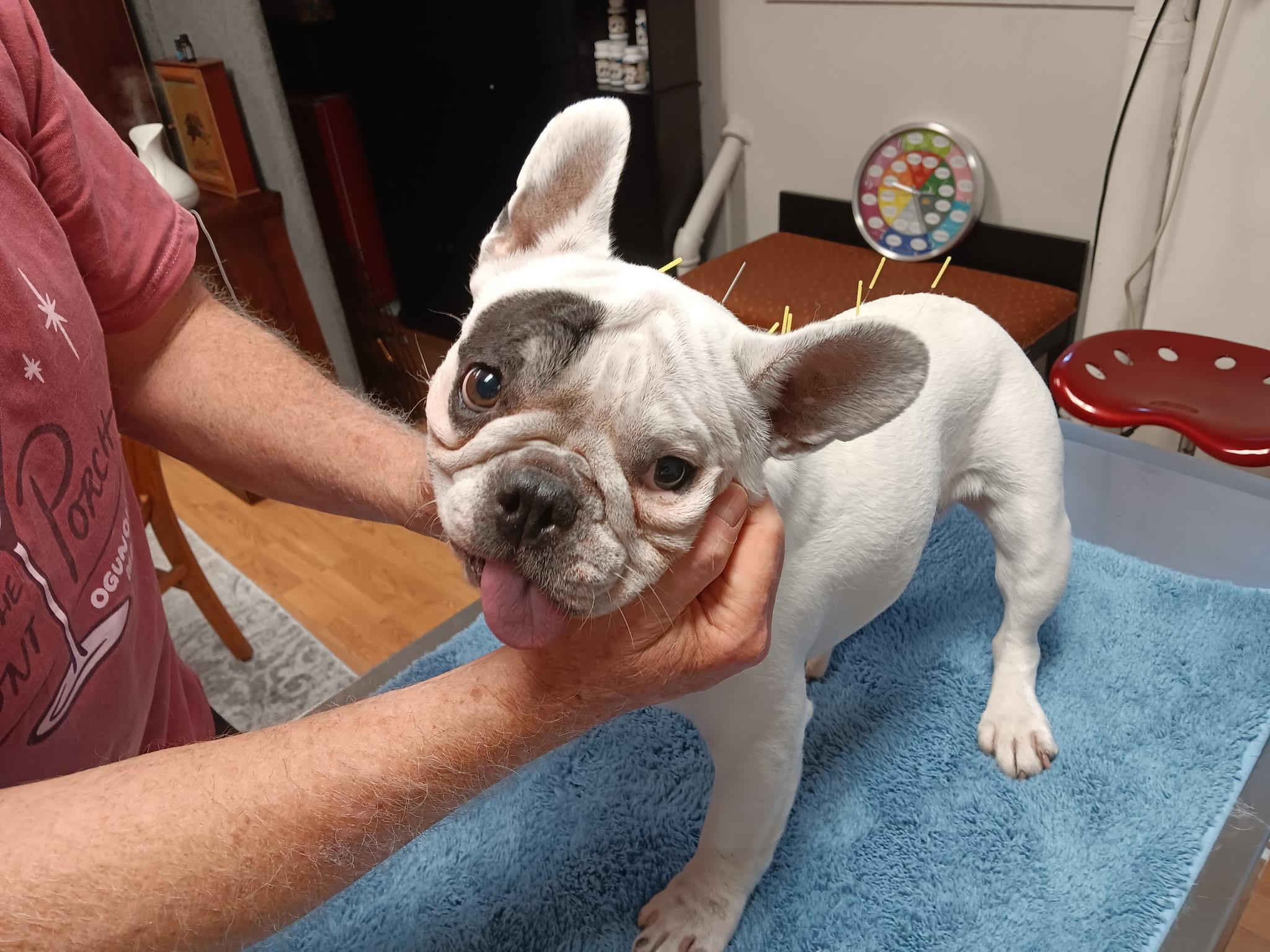 Types of Acupuncture