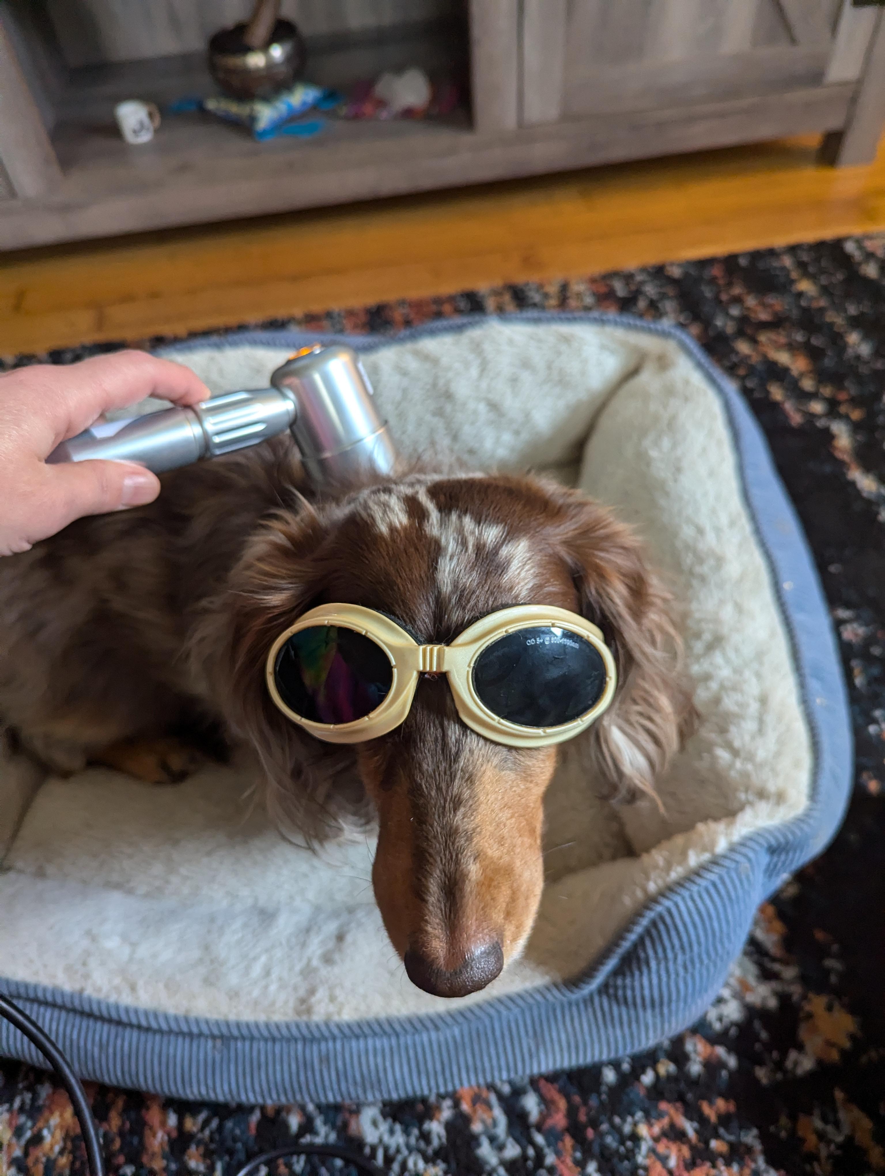 Cold Laser Therapy for Dogs & Cats